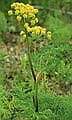 Lomatium-NS